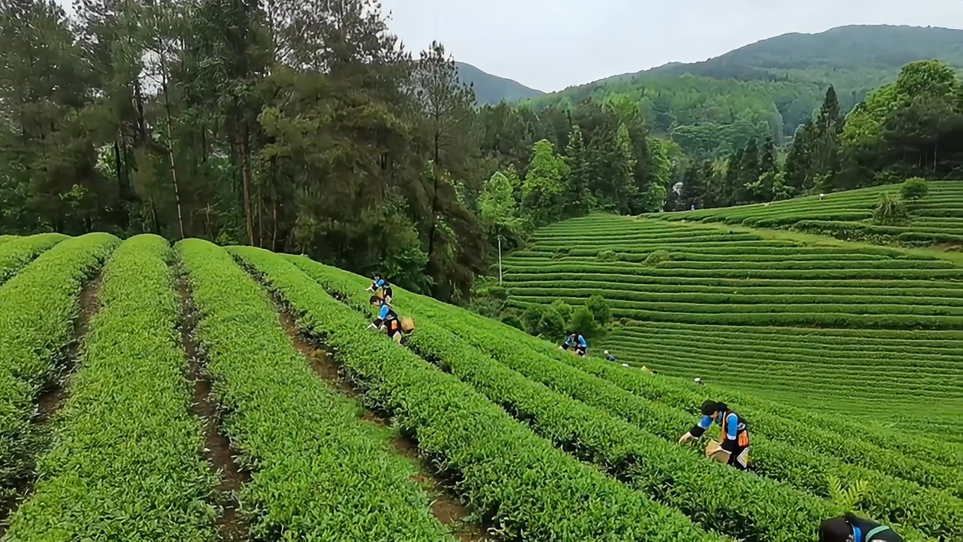 賢承閣｜貴州賢酒黔知交茶葉